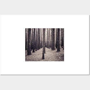 Speckled light & tall trees Posters and Art